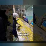 آیا میدانید چرا سیب در سایت شرط بندی محبوبیت زیادی دارد؟ کشف رازهای کاربردی و فنی سیب در دنیای شرط بندی آنلاین